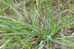 Blue sedge